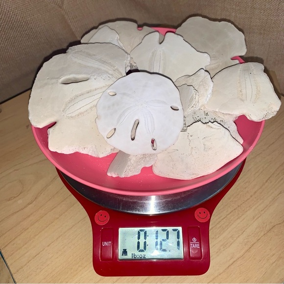 🎨12 oz of Partial Pieces of Sand Dollars & 1-Whole San Dollar - Picture 1 of 4
